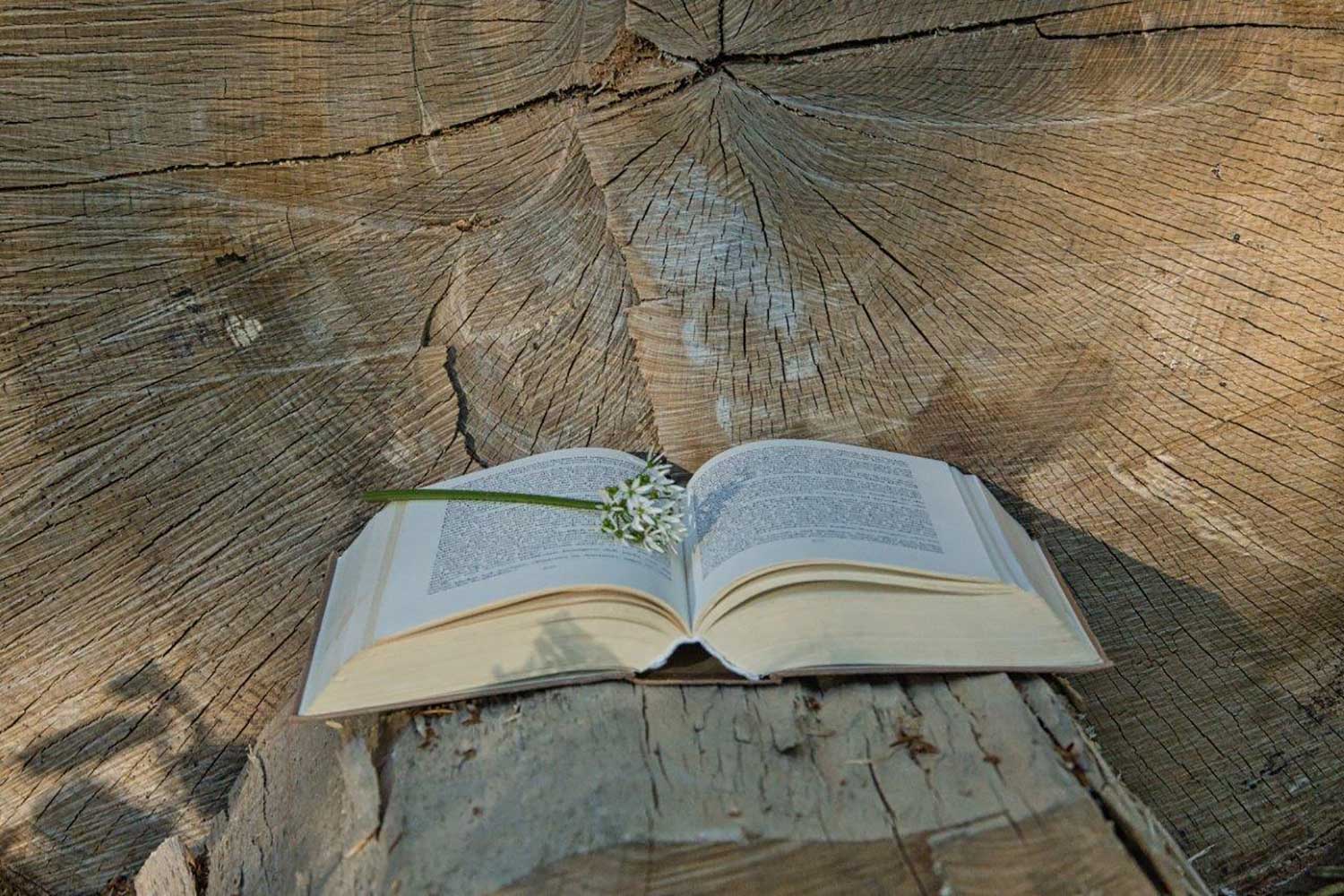 packaging-tree-04 packaging-tree-04